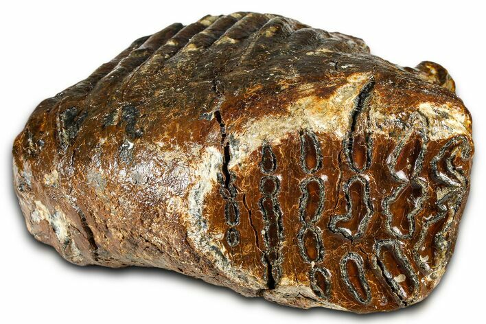 Woolly Mammoth Upper M Molar - North Sea Deposits #370382